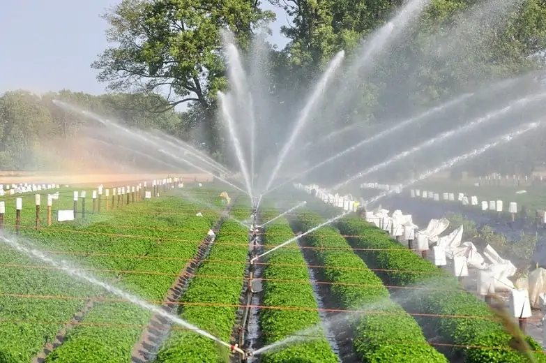 Peran Sprinkler dalam Pertanian